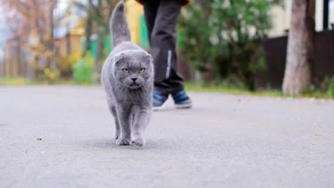 Funny, grumpy Scottish Fold cat walks confidently along the asphalt Stock Footage 343969849