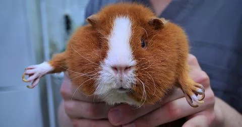 A funny guinea pig sits warily in the hands of a veterinarian The guinea pig was Stock Photos