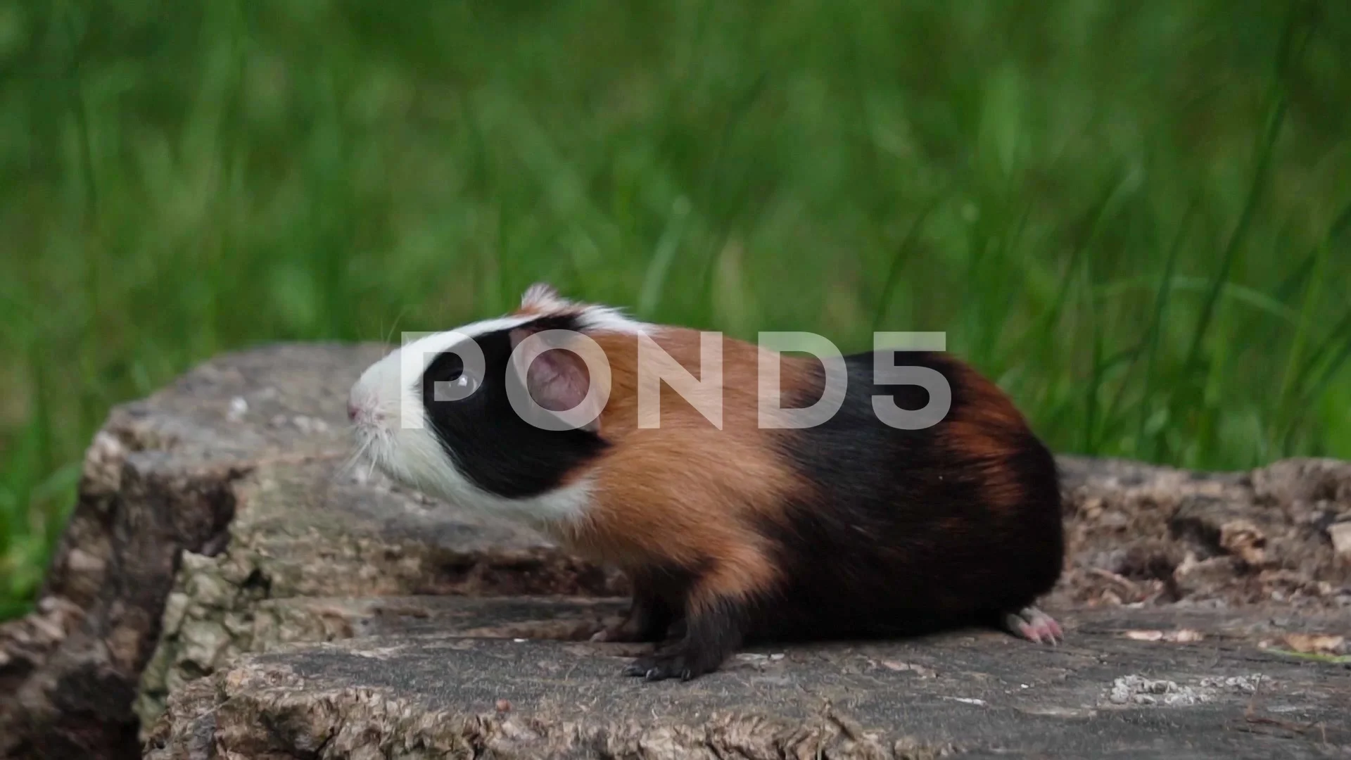 Motion of funny guinea pigs in cage inside petsmart store with 4k