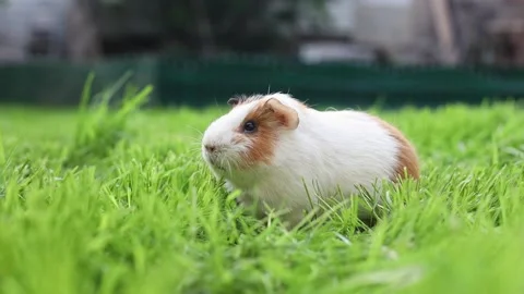 Funny guinea pig washing face and eating grass in the garden outdoors Stock Footage 155520439