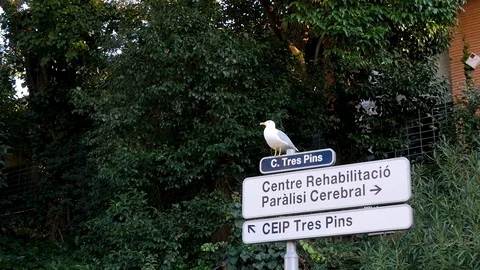 A funny gull sits on a signpost on the edge of the road, and then flies away Stock Footage 101099351