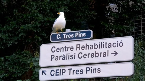 A funny gull sits on a signpost on the edge of the road. Spain, Barcelona. Birds Stock Footage 101594342