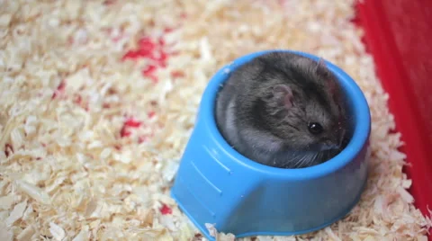 Funny Hamster Eating close up 스톡 동영상 60272727