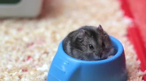 Funny hamster eating  close up Vidéo 60357669