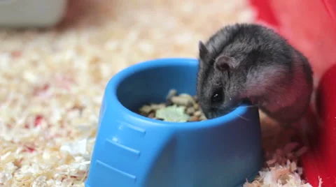 Funny hamster eating 스톡 동영상 60402415