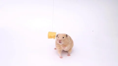 Hamster videos online funny