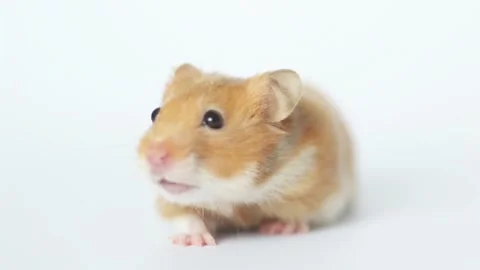 Funny hamster looking on a white background Stock Footage 104974601