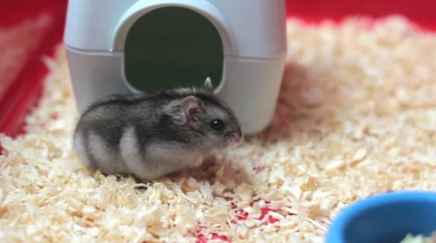 Funny hamster walking close up 스톡 동영상 60357171