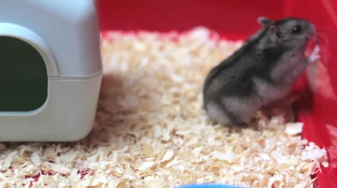 Funny hamster walking close up 스톡 동영상 60402713