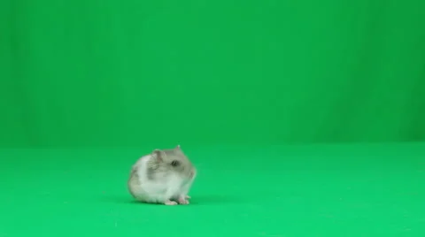 Funny hamster walks on a green screen Stock Footage