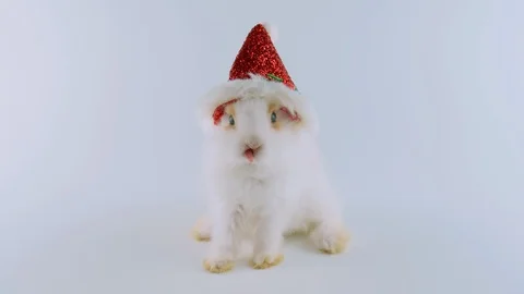 Funny Happy New Year rabbit in red Christmas hat, licking lips Stock Footage 94842301