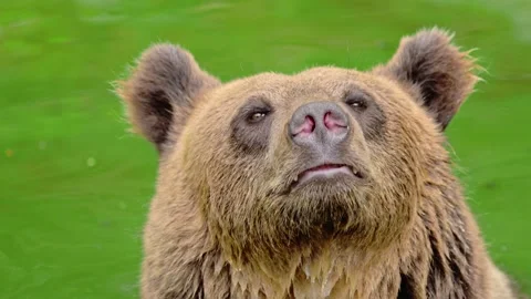 Funny happy smilling Brown bear swimming in a summery bog lake. Stock Footage 278460084