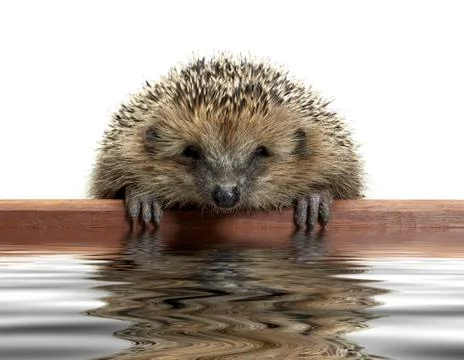 Funny hedgehog Stock Photos