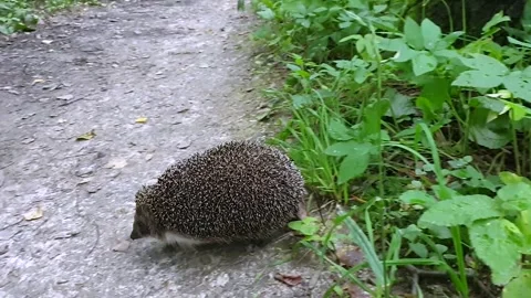 Funny hedgehog runs across path and disappears into tall green grass  Stock Footage 175176759