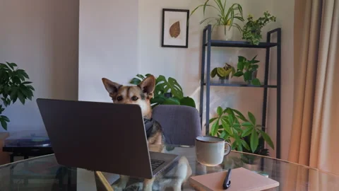 Funny Home Office Setup with Dog Wearing Headphones at Desk Vídeo Stock 340577670