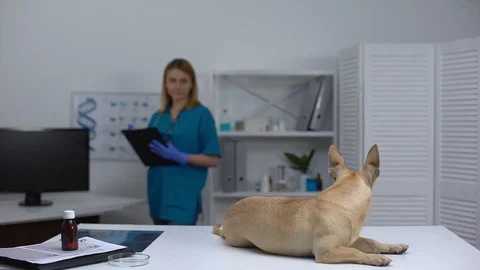 Funny homeless dog lying on table at pet shelter, vet filling registration form Stock Footage 112135343