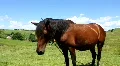 Funny horse HD Footage