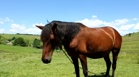 Funny horse Stock Footage