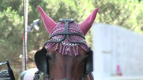 Funny horse Stock Footage 847506