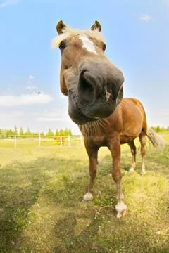 Funny horse posing on camera Stock Photos