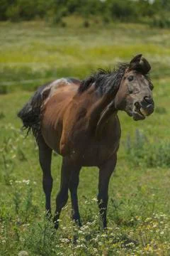 Funny Horse v2 Foto stock