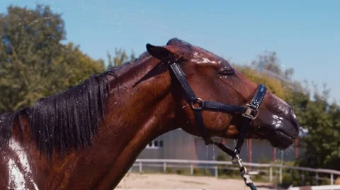 Funny horse washes Stock Footage 53512383