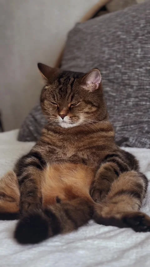 Funny house cat sitting upright on bed in human pose. Close-up pet portrait. Stock Footage 334091691