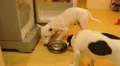 Funny Hungry Dogs Steal Food from Refrigerator and Eating It. HD Footage