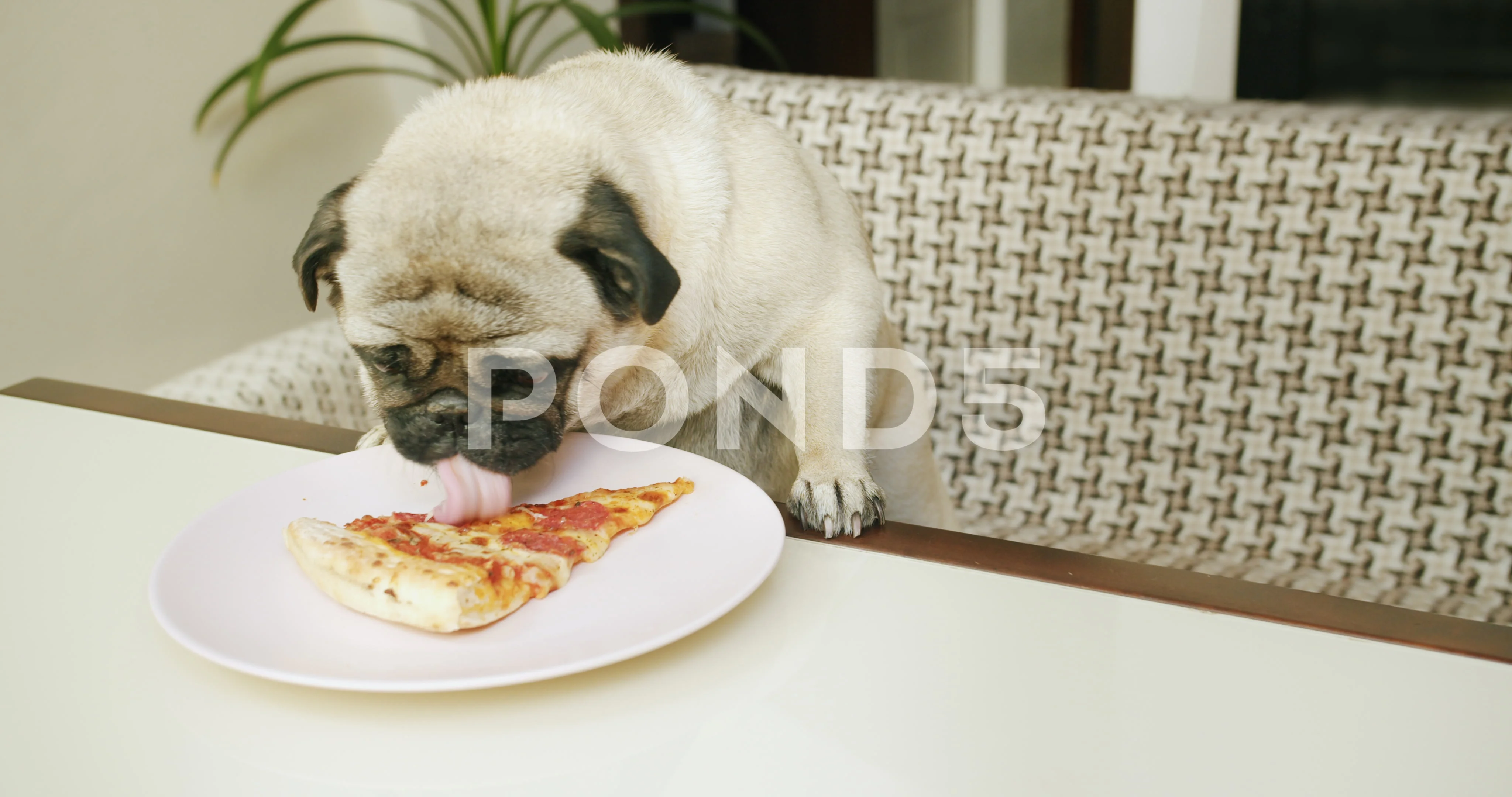 Funny hungry pug dog stealing food from ... | Stock Video | Pond5