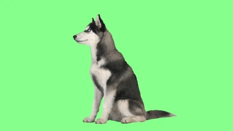 Funny husky eats on a green screen Stock Footage 80248872