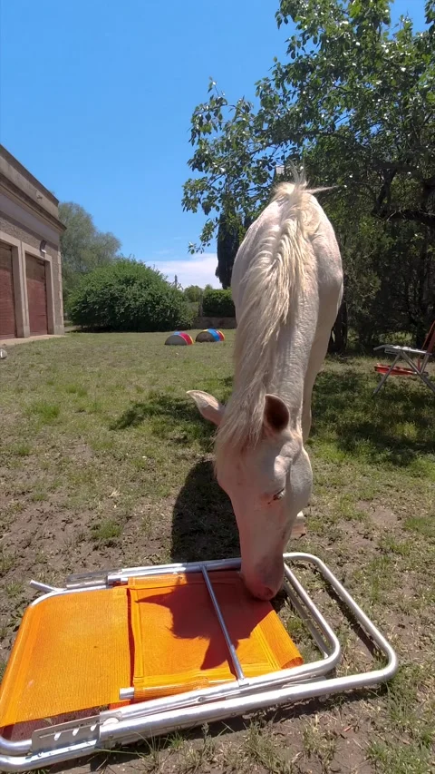 Funny image of a white horse playing in a garden with a beach chair Stock Footage 252397839