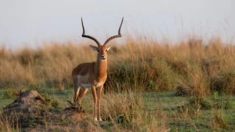 Impala Antelope Stock Video Footage | Royalty Free Impala Antelope ...