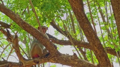 Funny Indian macaque monkey standing on tree branch and trying to scare Stock Footage 336633866