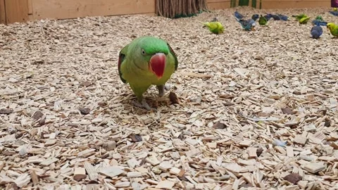 Funny Indian ring necked parakeet walks towards the camera. Pets Stock Footage 306495179