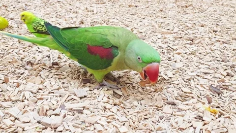 Funny Indian ring necked parakeet walks towards the camera. Pets Video stock 306495194
