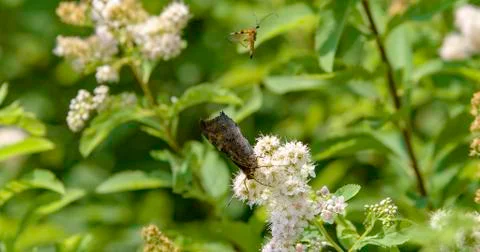 Funny insect attacking butterfly Stock-Fotos