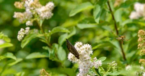 Funny insect attacking butterfly Foto stock