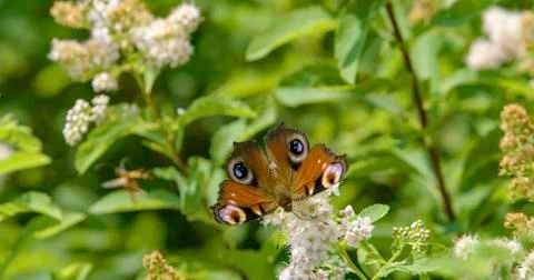 Funny insect attacking butterfly Stock Photos