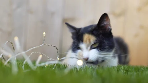 Funny ironic ginger cat playing nervously with a string of lights on Christmas. Vidéo 95551050