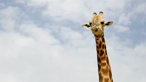 A funny isolated giraffe chewing in slow motion looking at the camera with Stock Footage 254598988