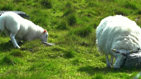 Funny, Itchy Mother Sheep and Feeding Cute Baby Sheep Stock Footage 156405953