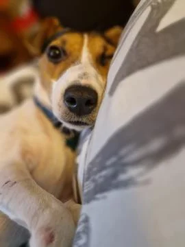 Funny Jack Russell with puzzled expression Stock-Fotos