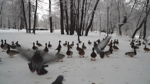 Funny jack russell terrier chasing ducks and pigeons in the city Park Stock Footage 102926322