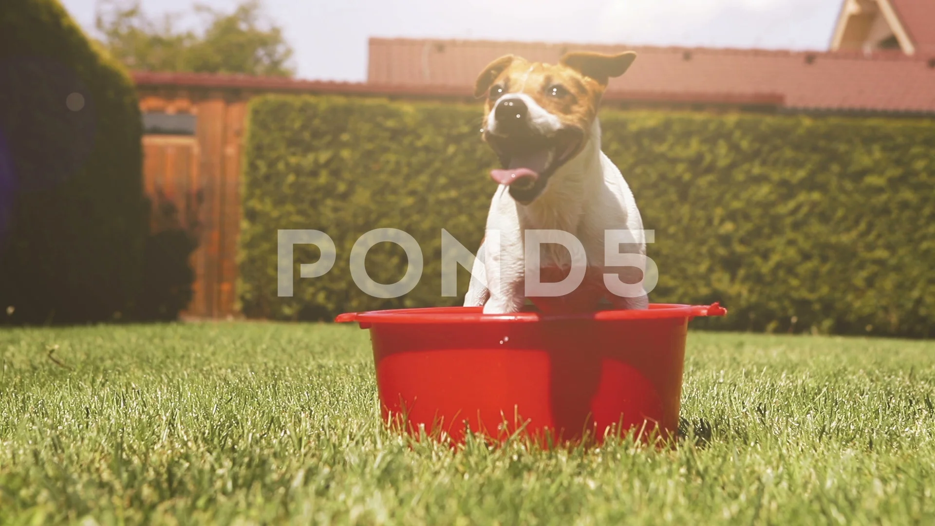 Funny Jack Russell terrier cools off in ... | Stock Video | Pond5