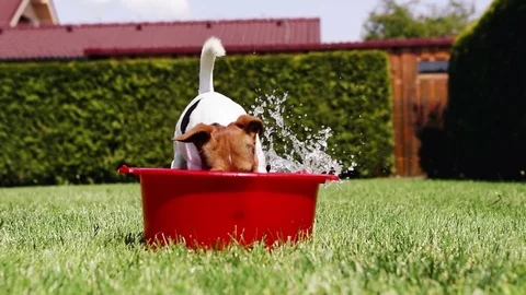 Funny Jack Russell terrier digs the water out of a bowl on a hot sunny day Stock Footage 84149793