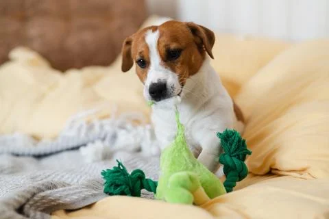 Funny Jack Russell Terrier dog chews a soft toy frog at home Stock Photos