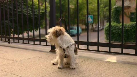 Funny jack russell terrier siting on terrace wait for owner looking around Stock Footage 113134455