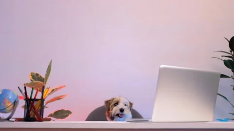 Funny jack russell terrier sitting at the table with laptop watch video at home Stock Footage 113471971