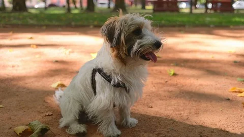 Funny jack russell terrier sitting in park, want to play, city traffic on Stock Footage 117410341