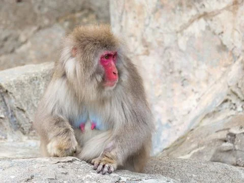 Funny Japanese monkey Stock Photos
